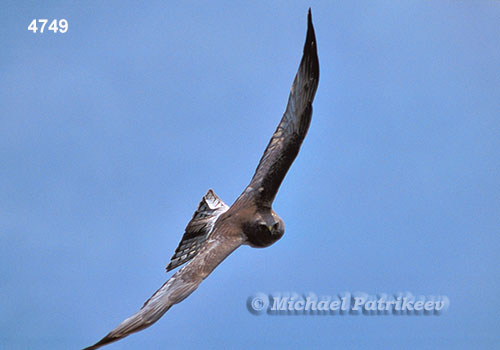 Northern Harrier (Circus hudsonius)